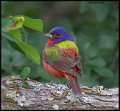 _6SB0452 painted bunting
